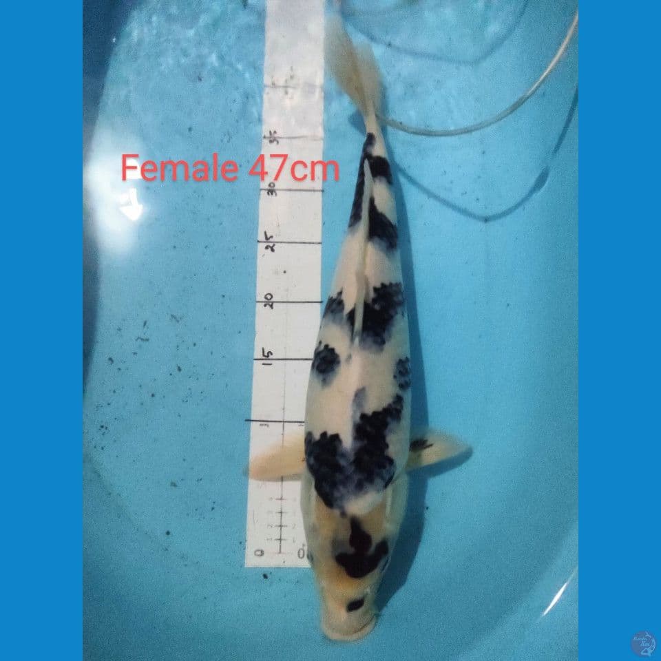 Shiro HQ 47cm Female