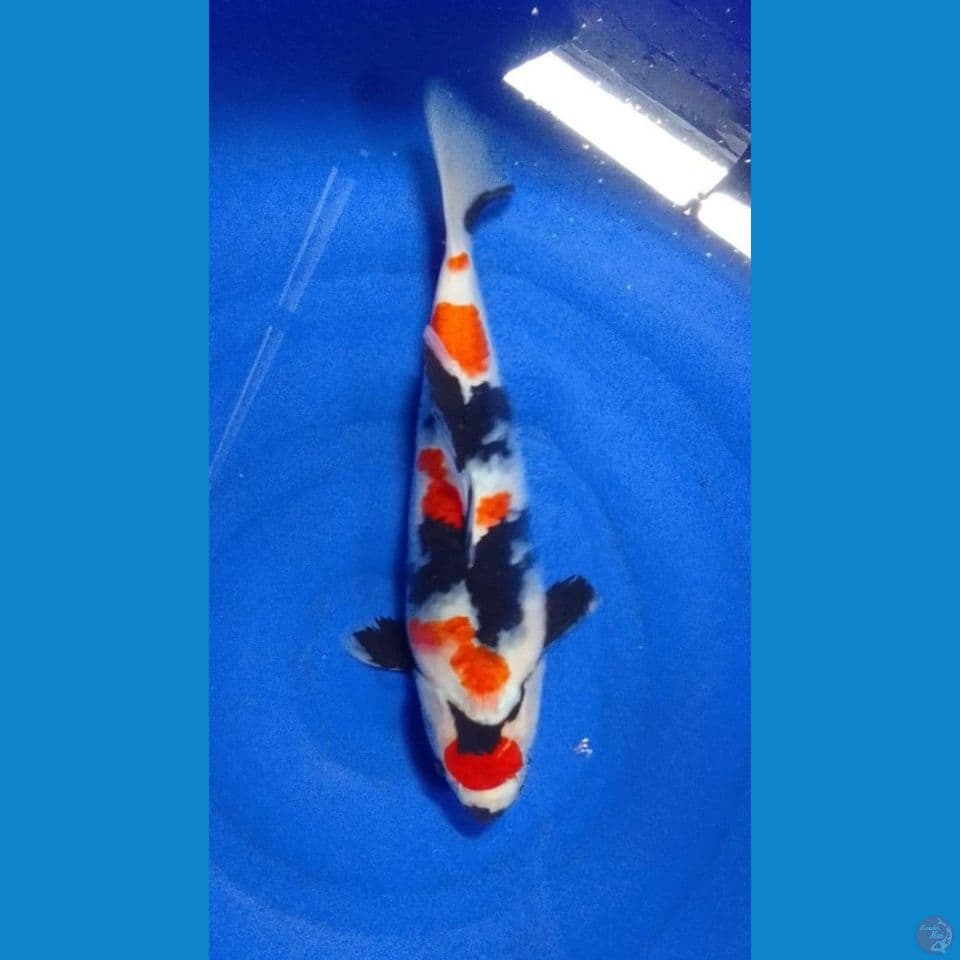 showa maruten 37 cm