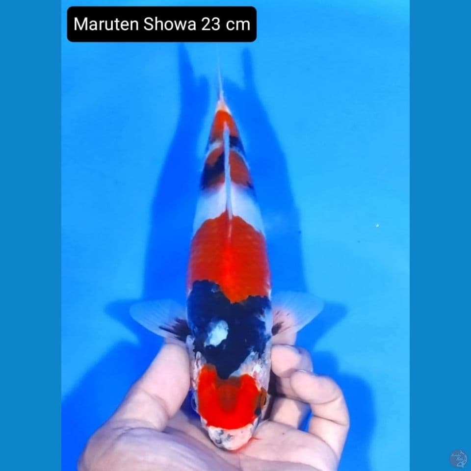 showa 23 cm