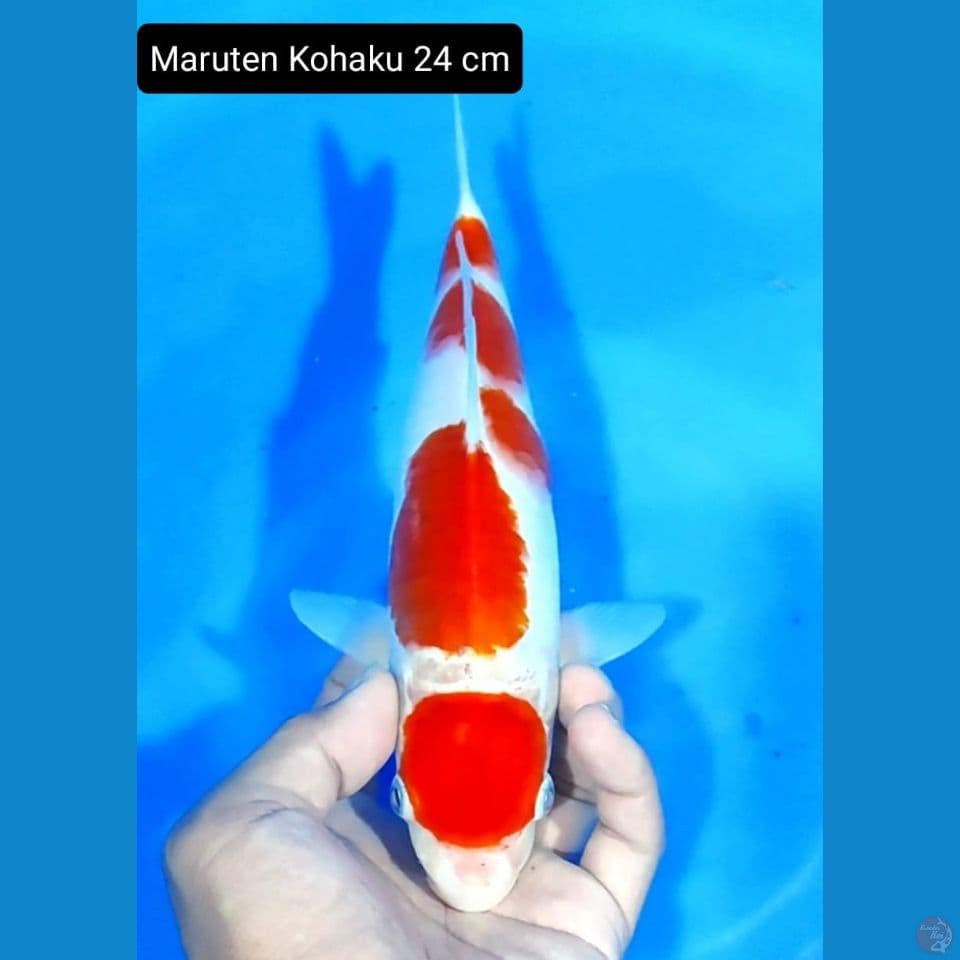 maruten kohaku 24 cm