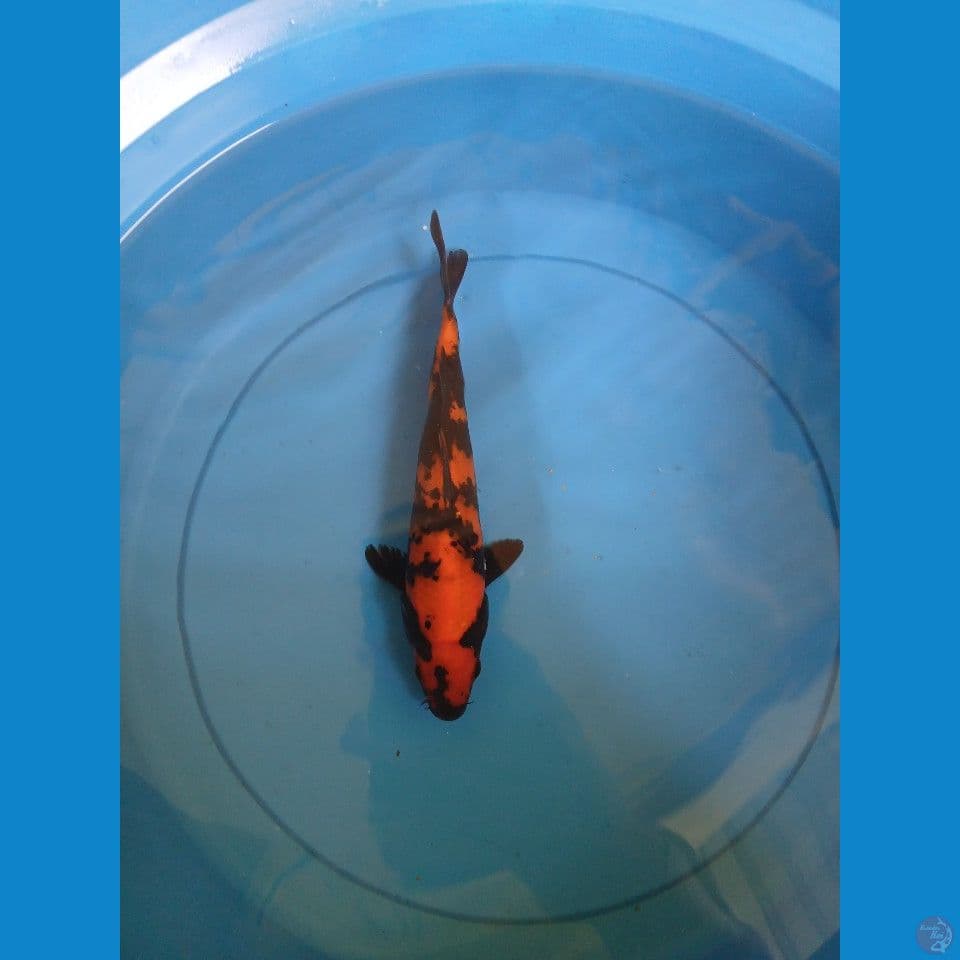 hiutsuri 21cm