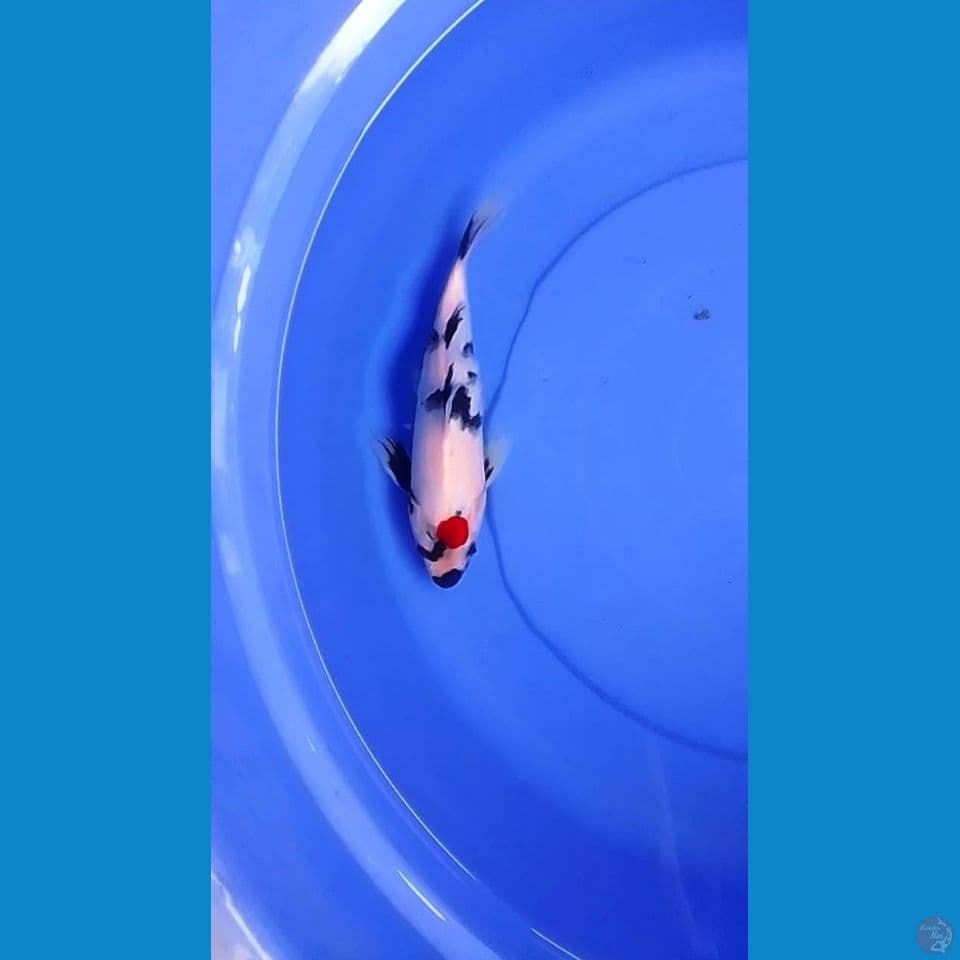 tanco showa 23 cm