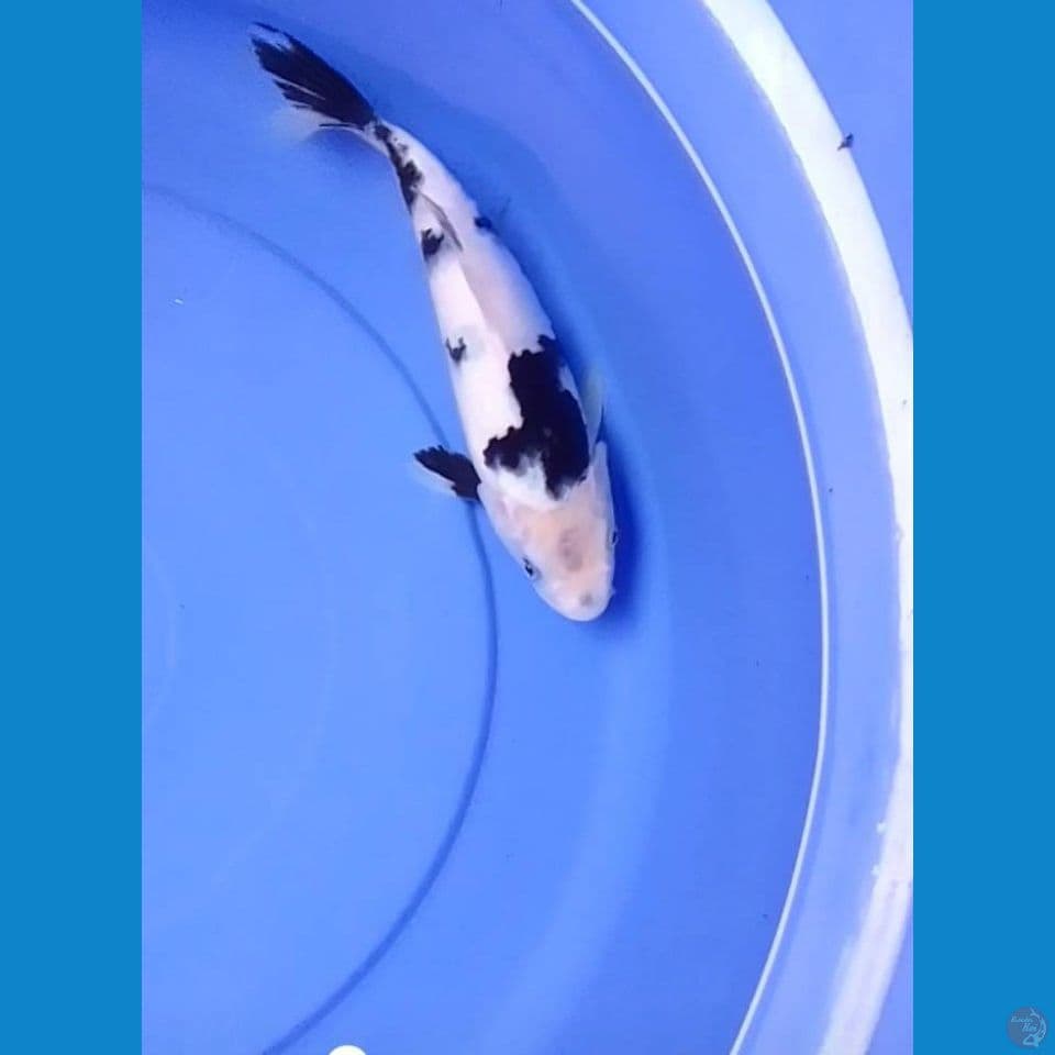 shiro 25 cm