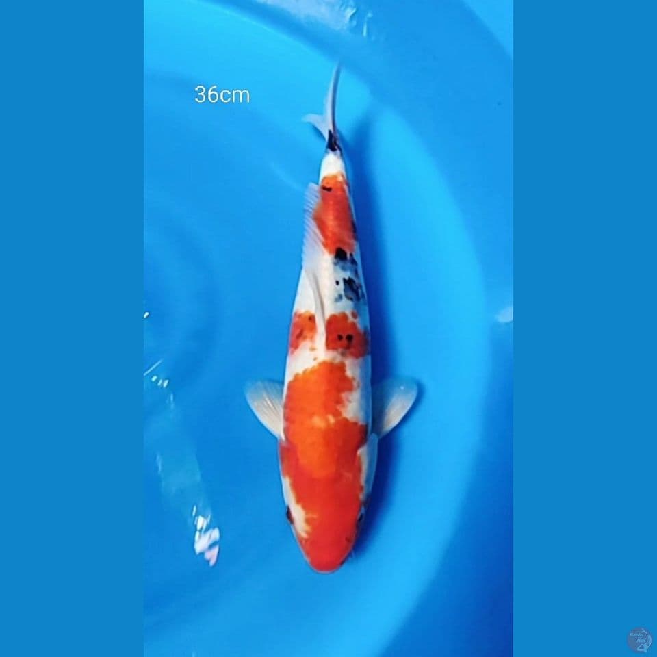 Sanke 36cm