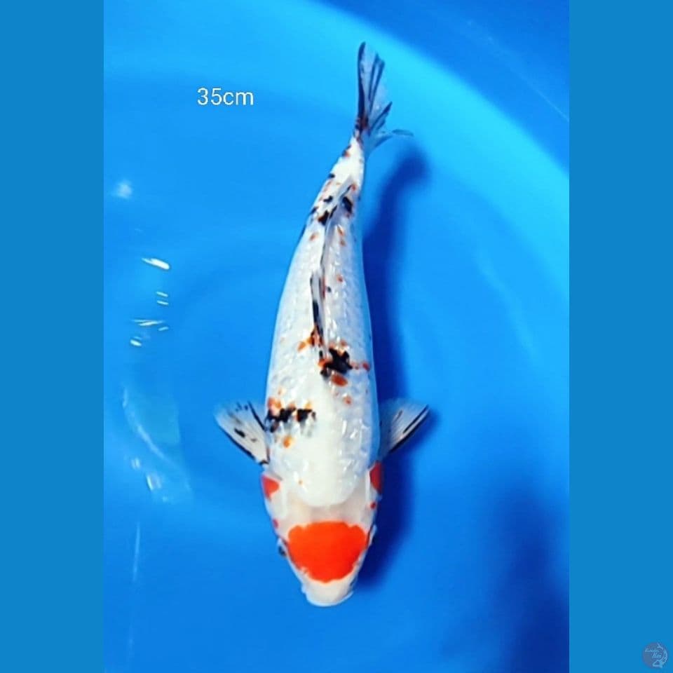 Kanoko sanke ginrin 35cm