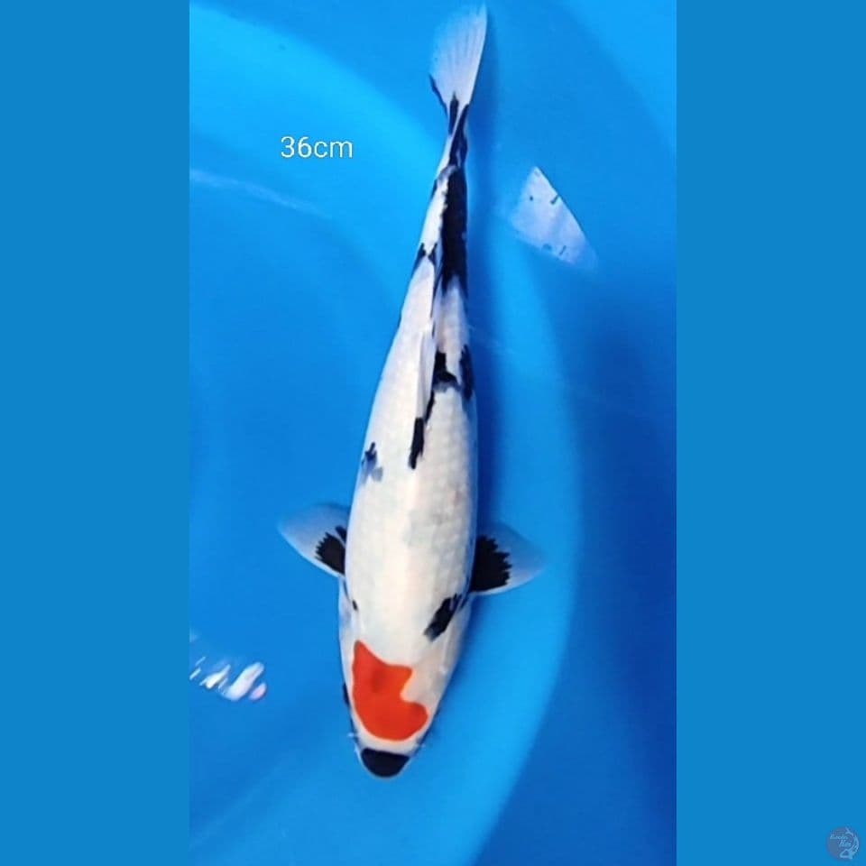 Tancho Showa 36cm