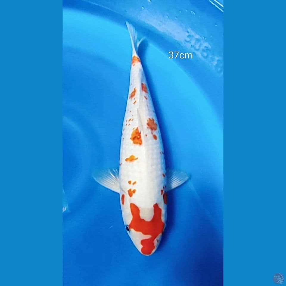Kanoko aigoromo 37cm