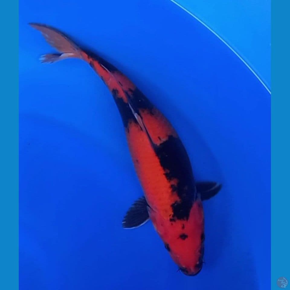 HI UTSURI 35CM
