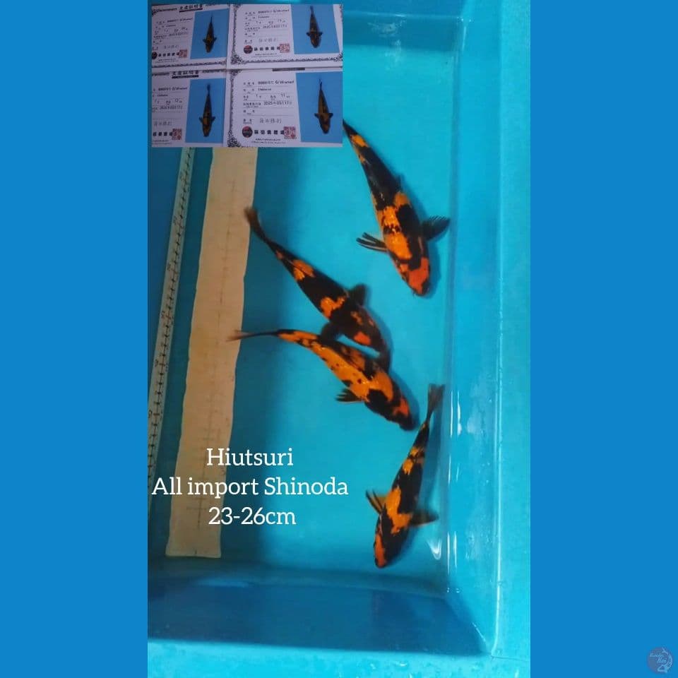 hiutsuri Shinoda paket 4 ekor