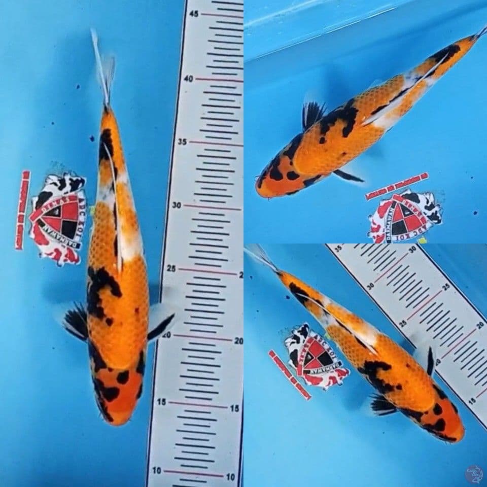 Showa 28 cm