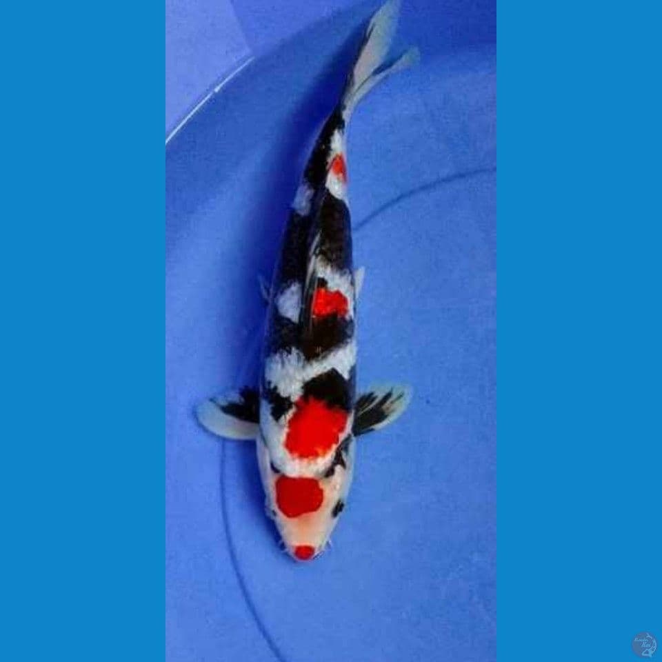 showa ginrin 27 cm