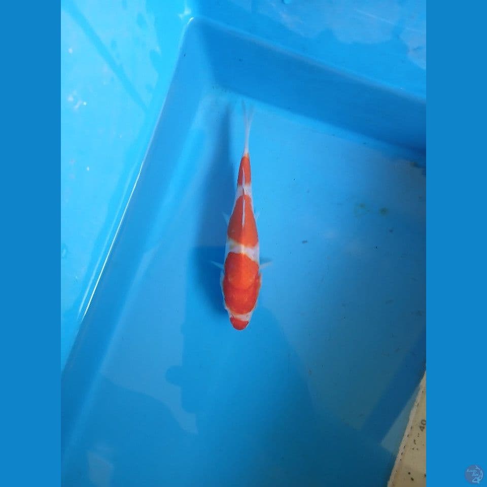 kohaku 14cm