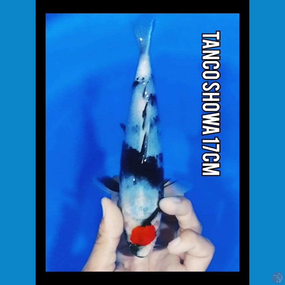 tanco showa 17cm