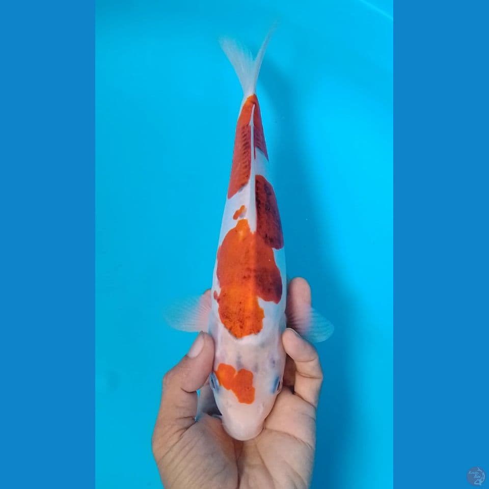 doitsu 28cm