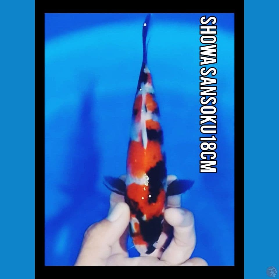 showa sansoku 18cm