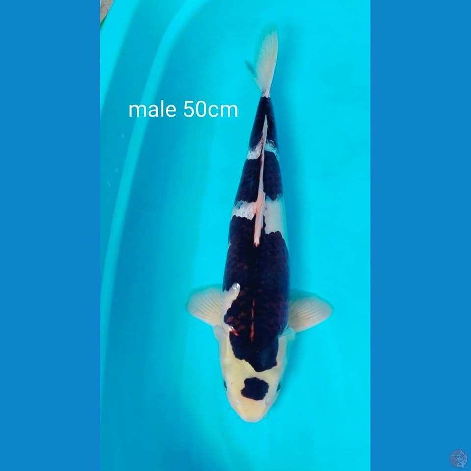 budogoromo male 50cm.