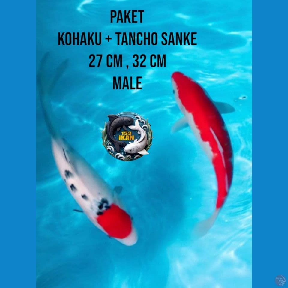 paket kohaku tancho sanke