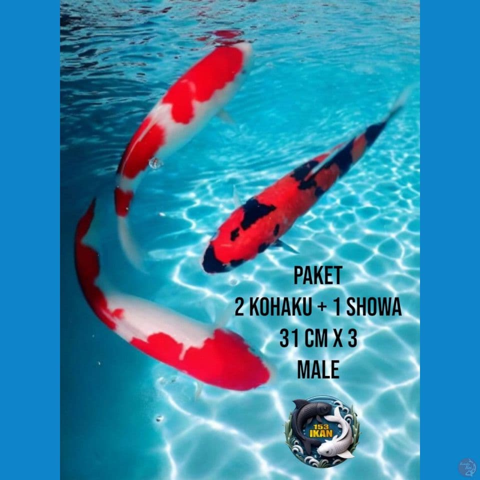 paket 2 kohaku showa