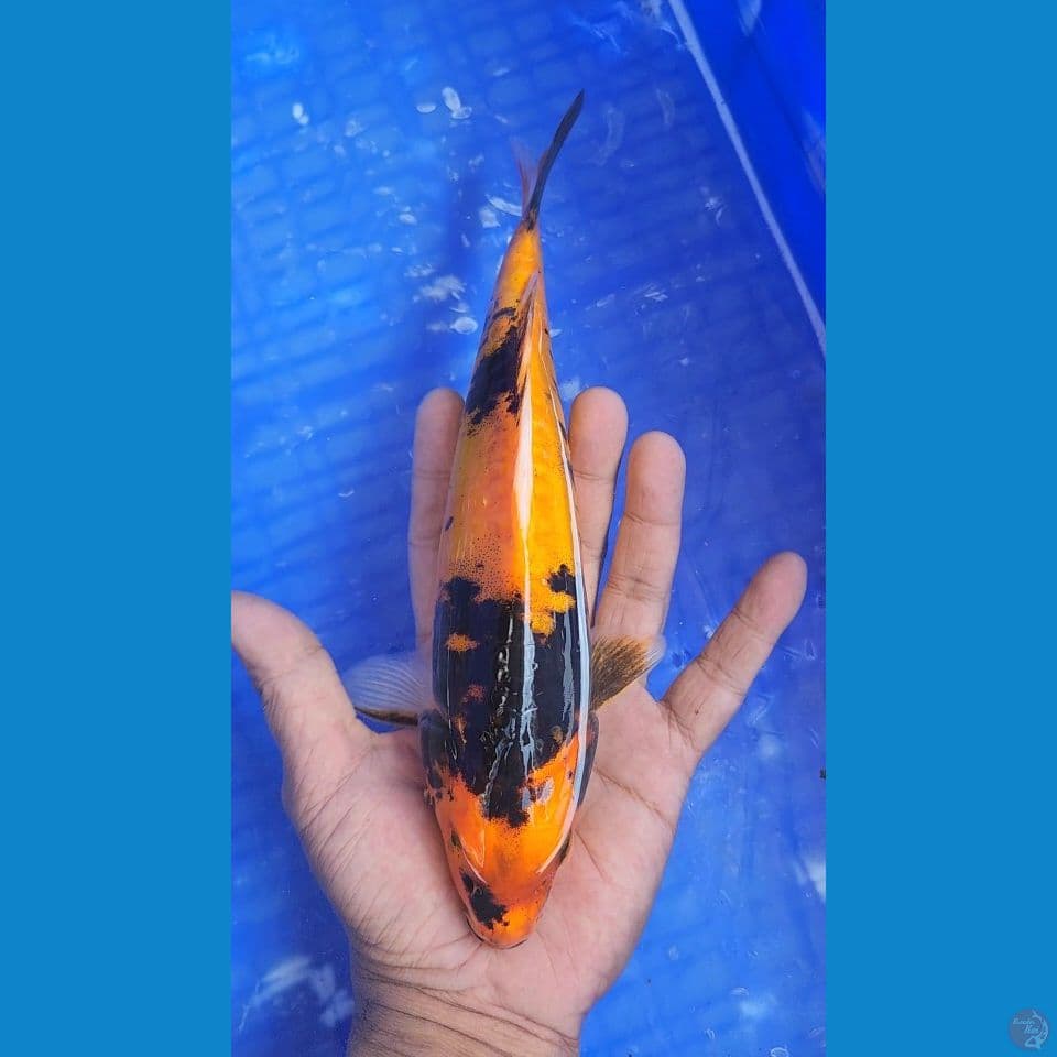 hishowa doitsu 24cm