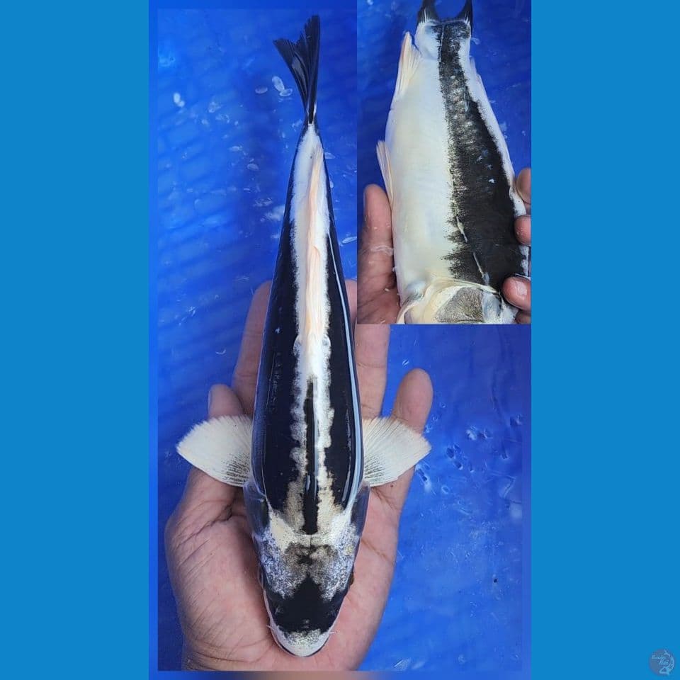 kabuto doitsu 27cm