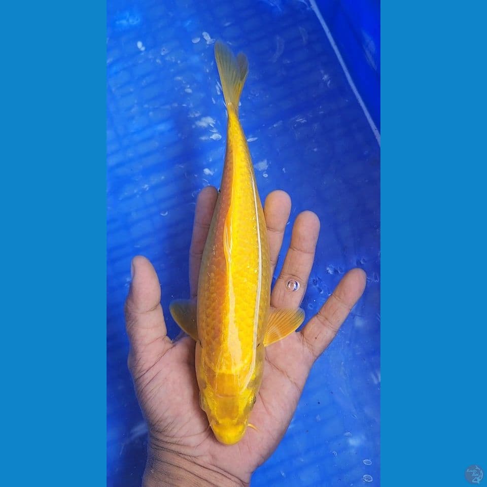 mata merah karasi 24cm