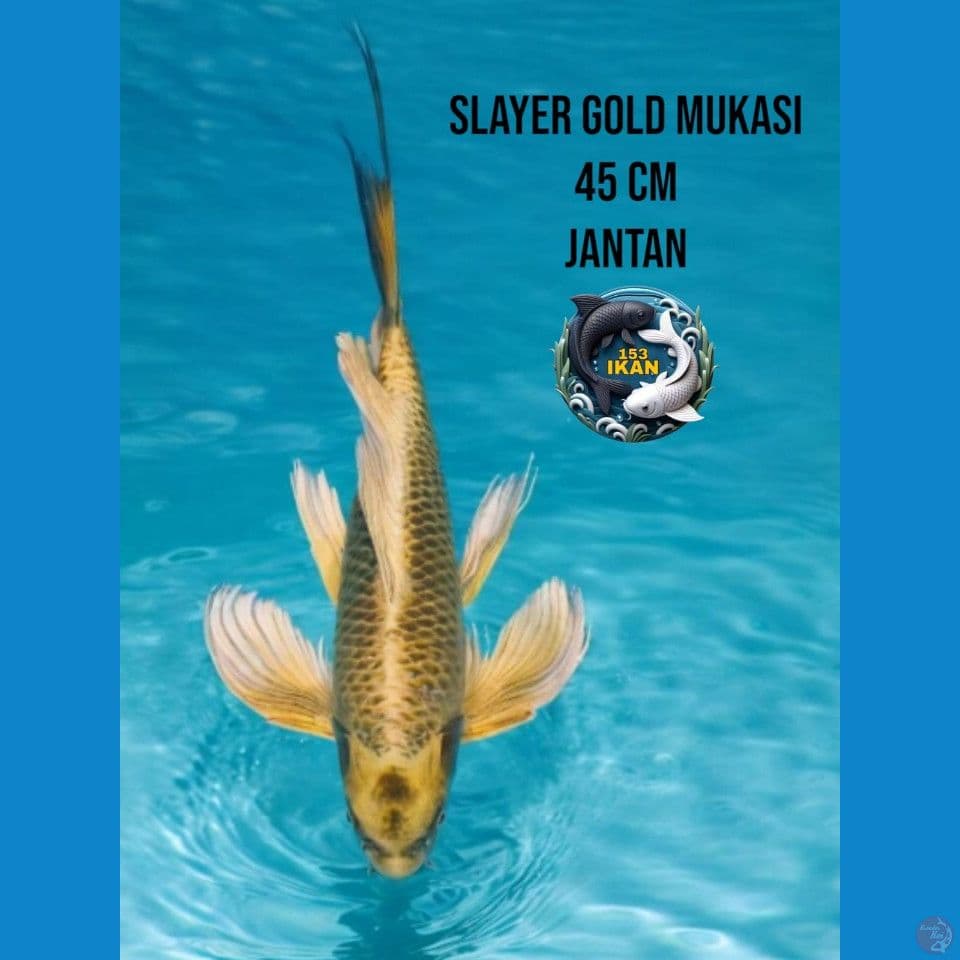 slayer gold mukasi