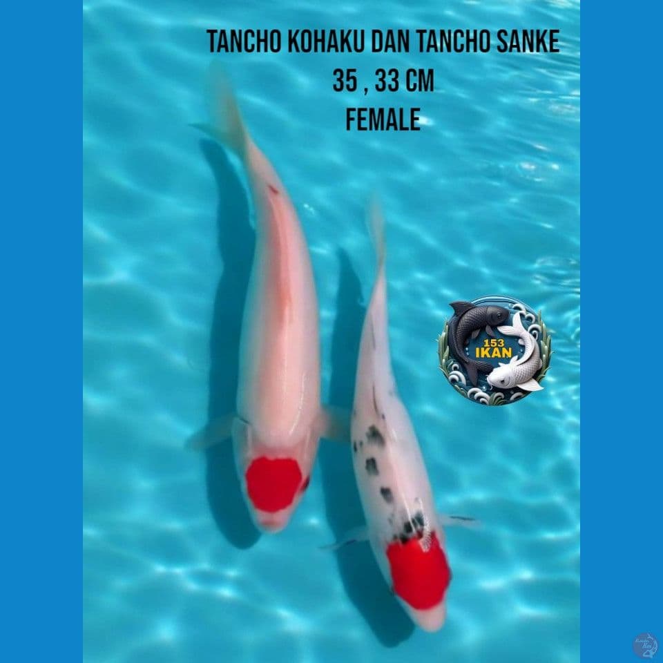 tancho kohaku dan tancho sanke