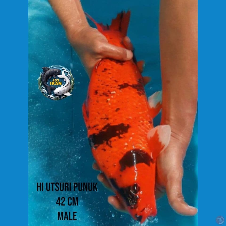 hi utsuri punuk
