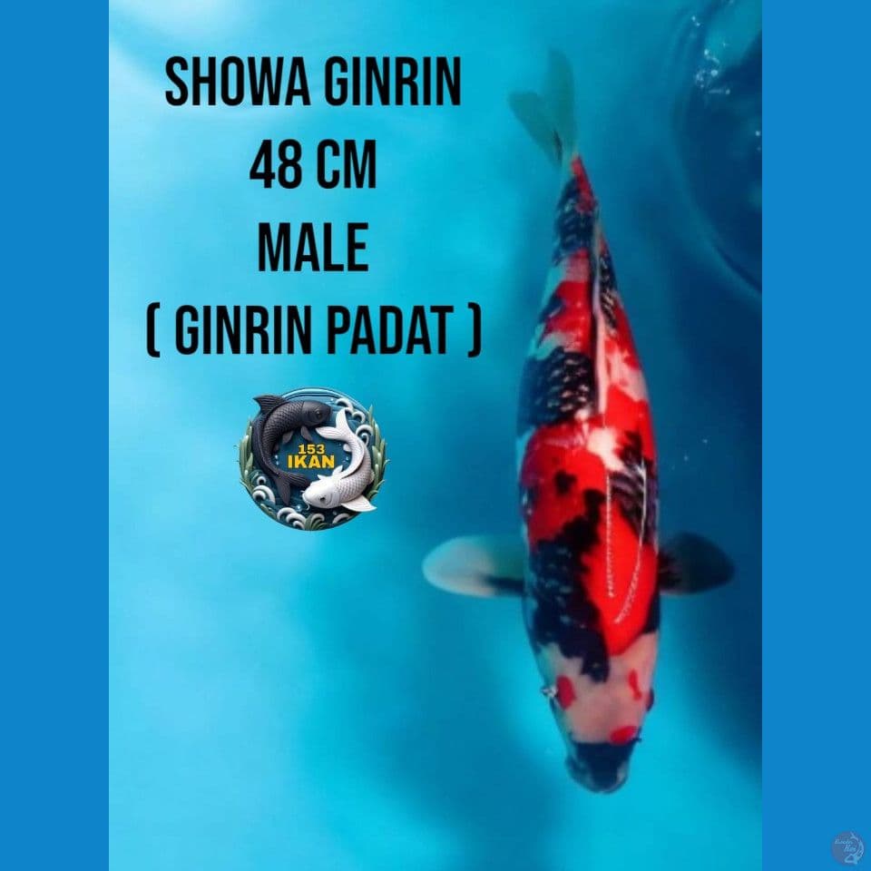 showa ginrin padat