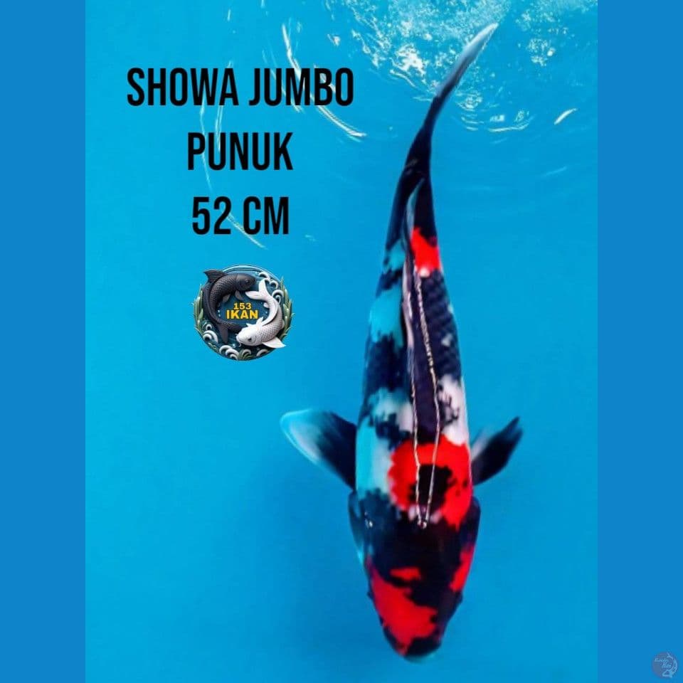 showa jumbo punuk