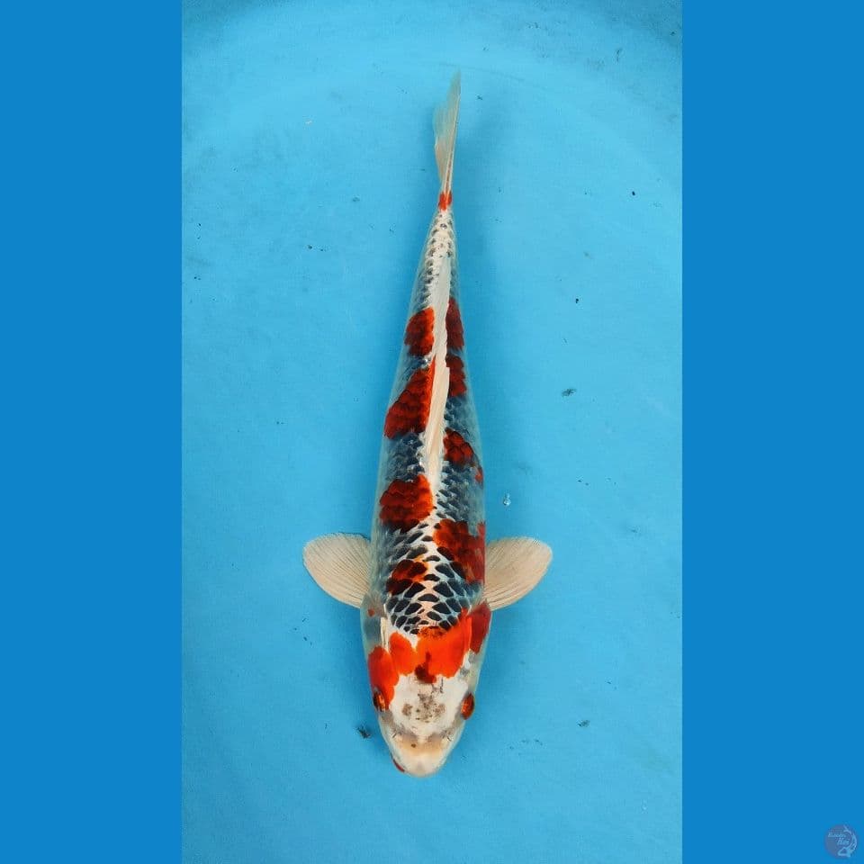 red kujaku +36cm