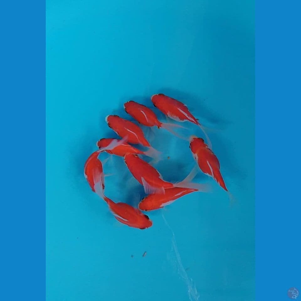 tamasaba longtail sodtail 8 10cm