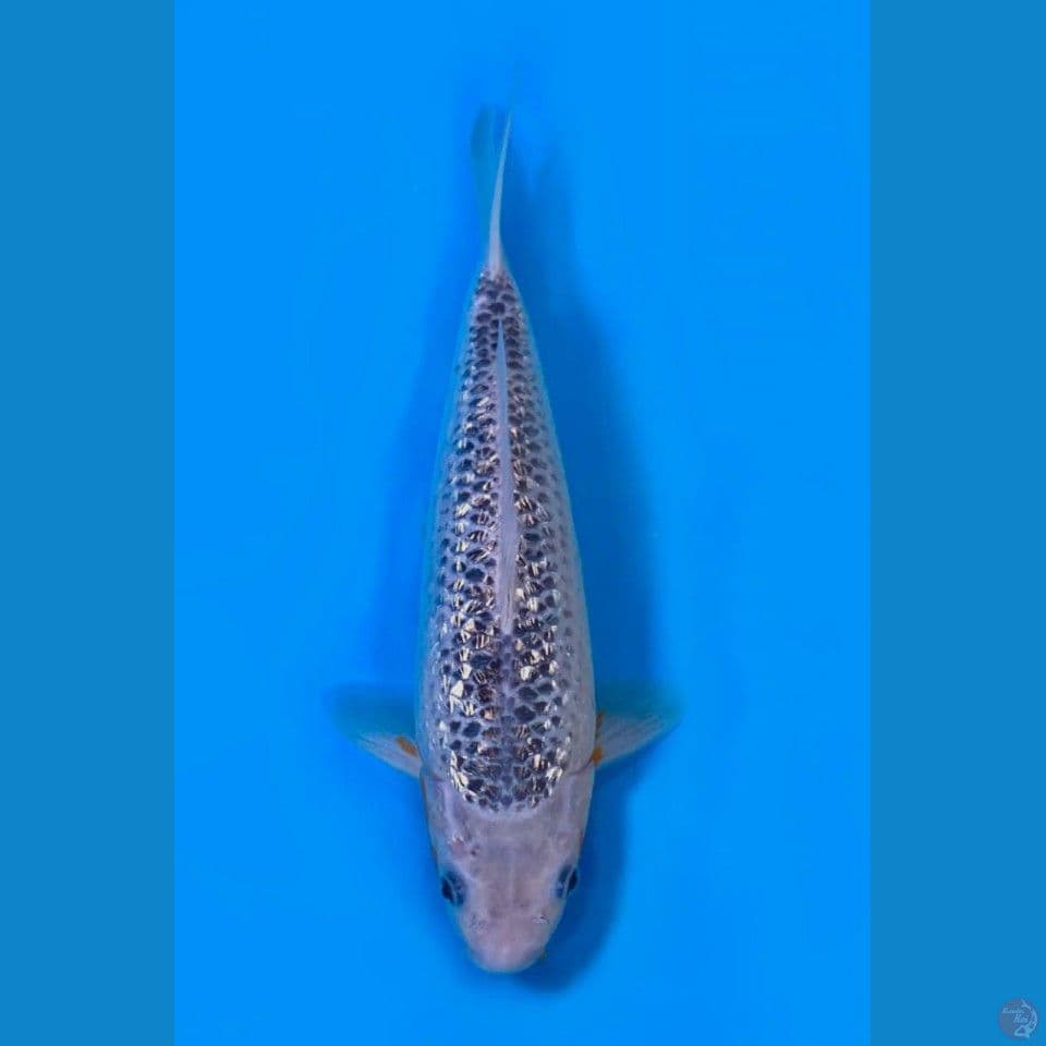 27cm male - Asagi Gindrin