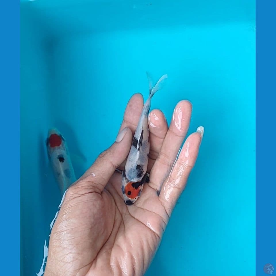 tanco showa 11 cm
