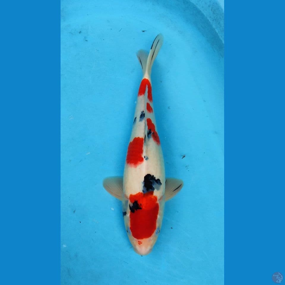 sanke jantan ±37cm