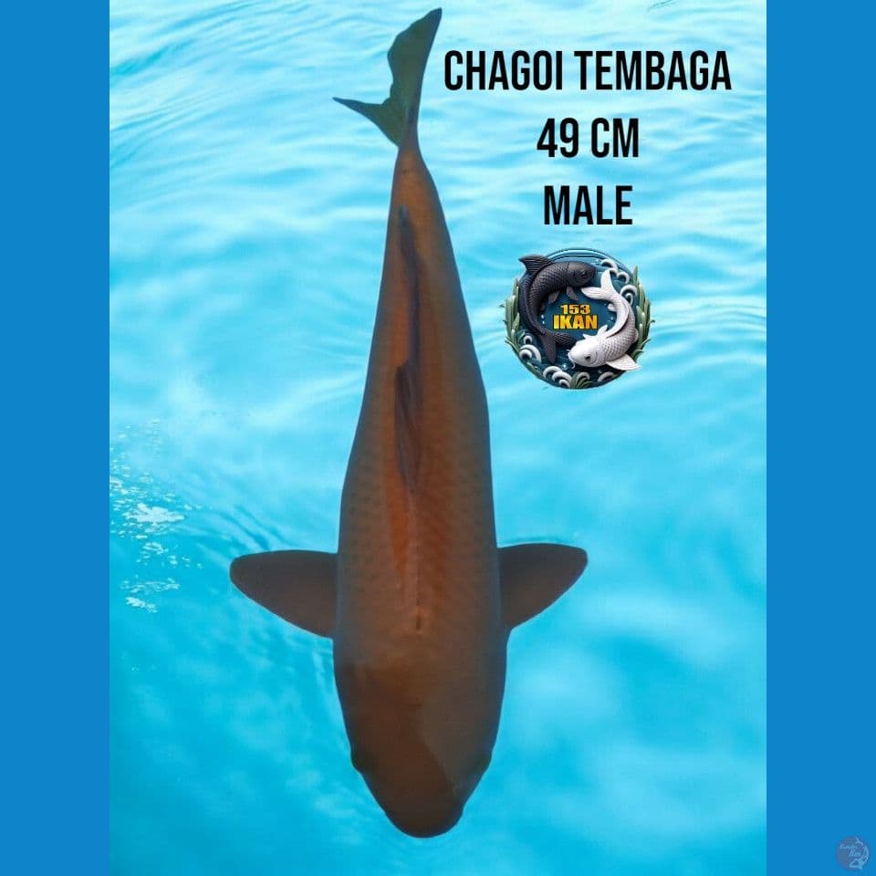 chagoi tembaga