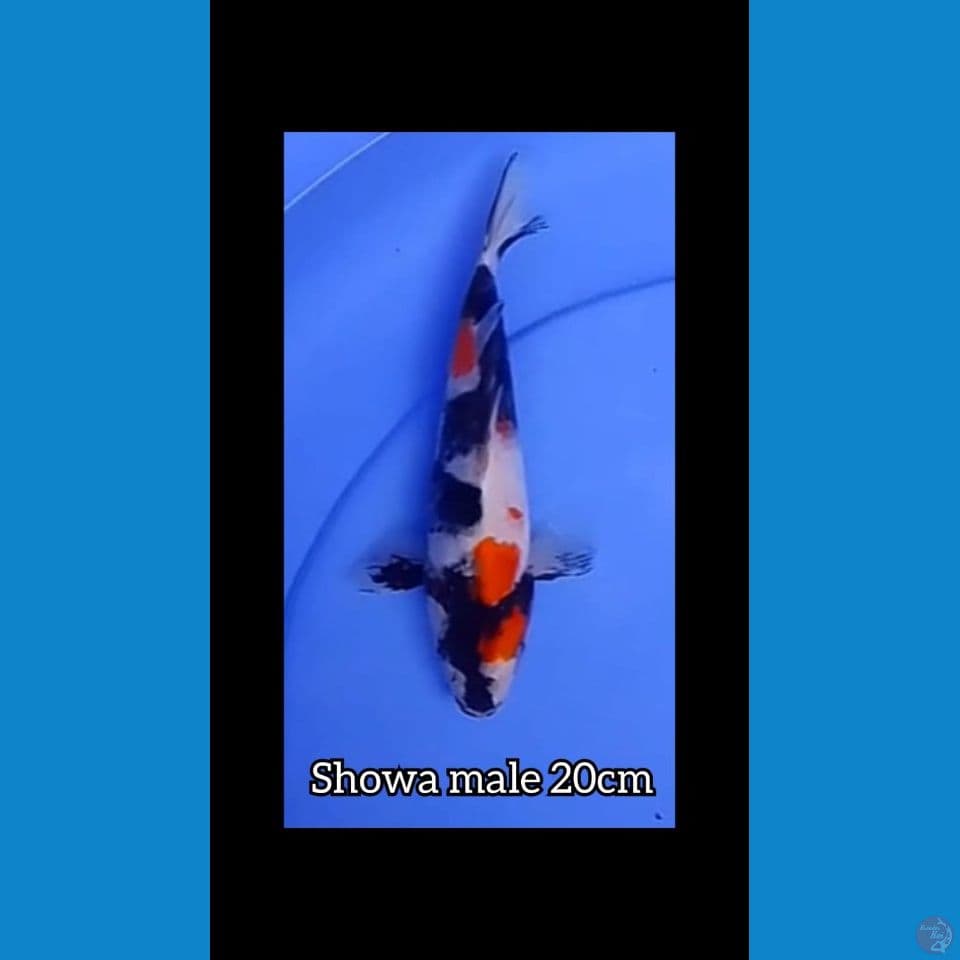 showa 20 cm male