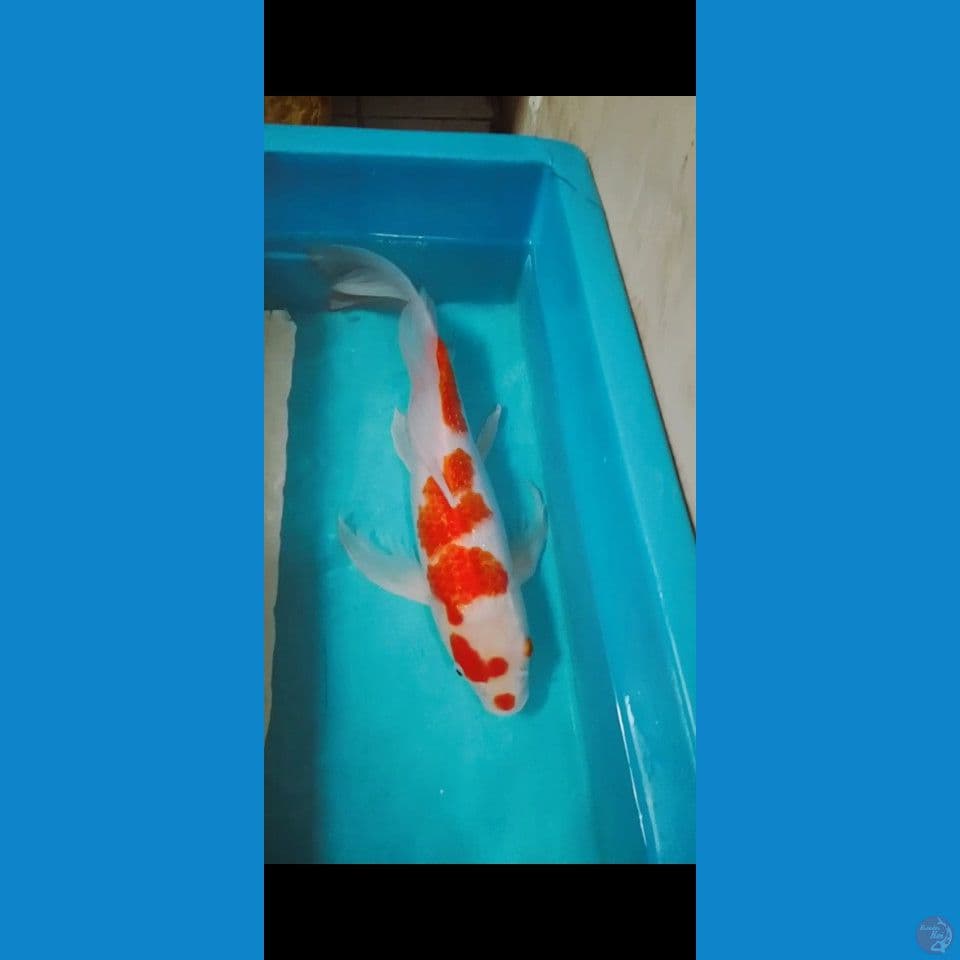 kohaku kumpay jumbo 49cm