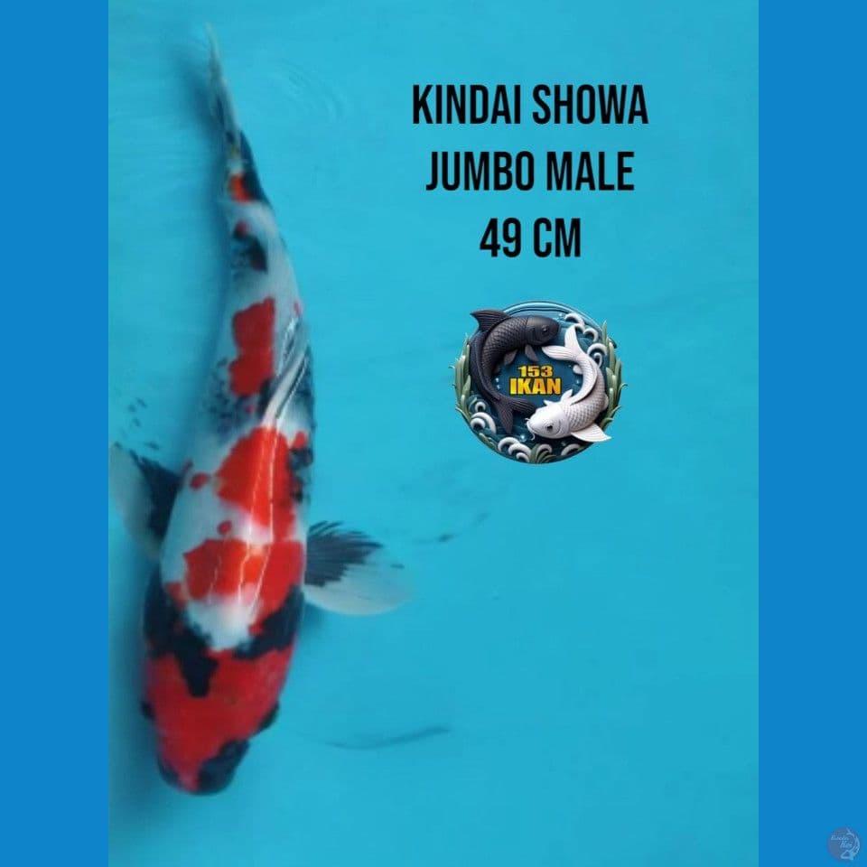 kindai showa jumbo