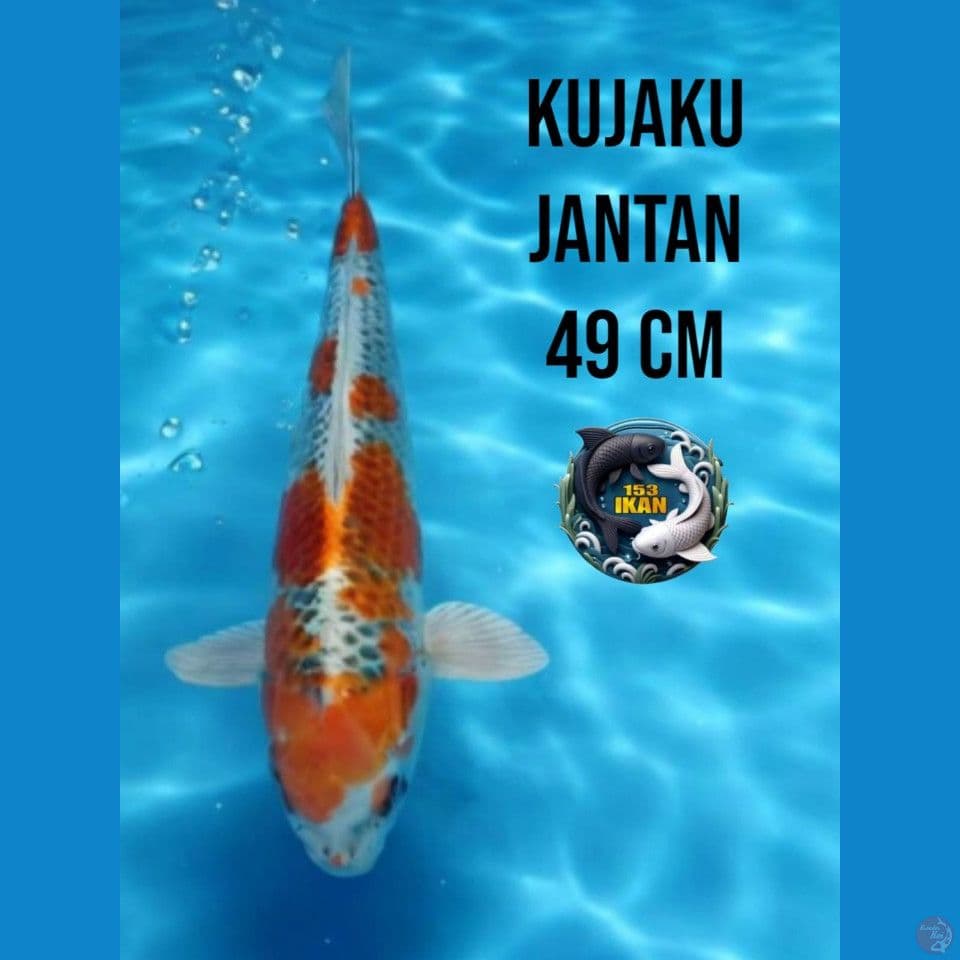kujaku
