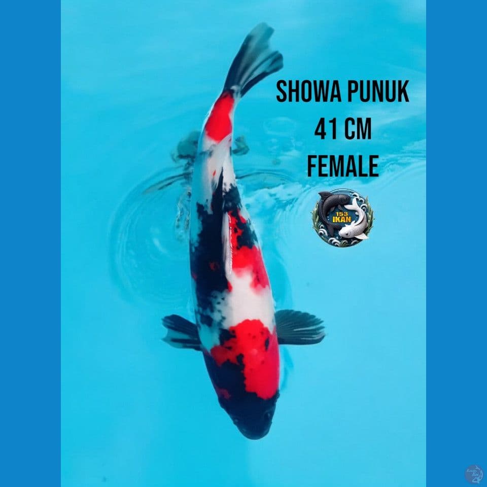 showa punuk