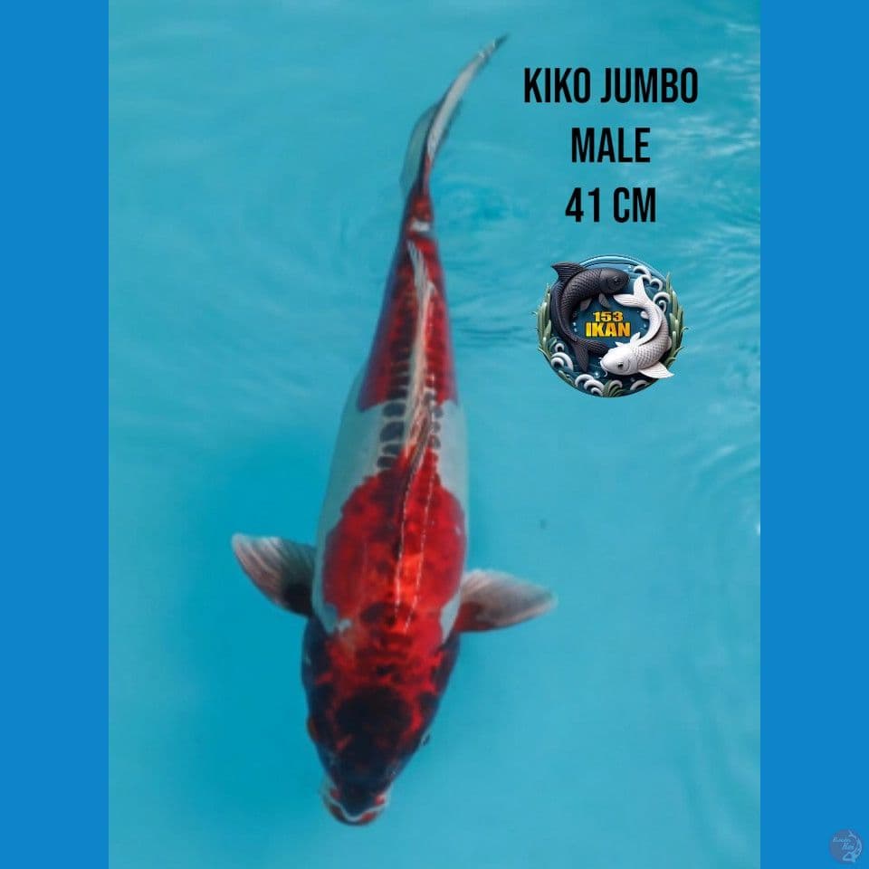 kiko jumbo