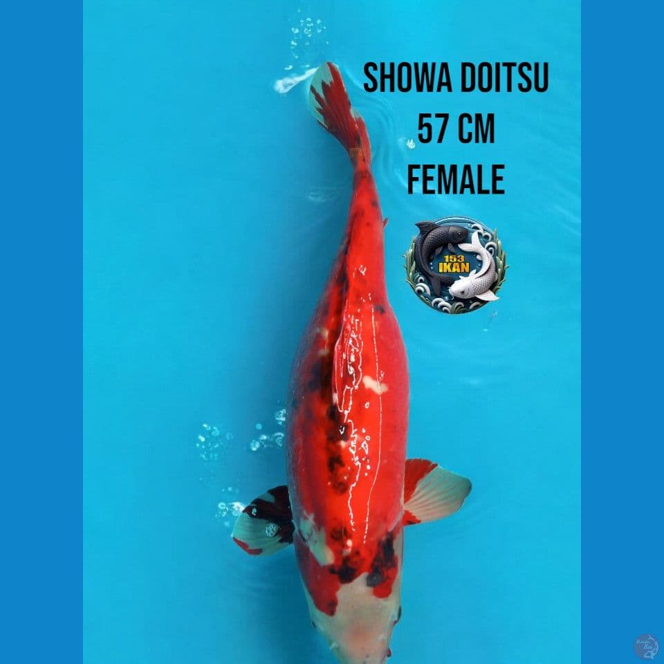 showa doitsu