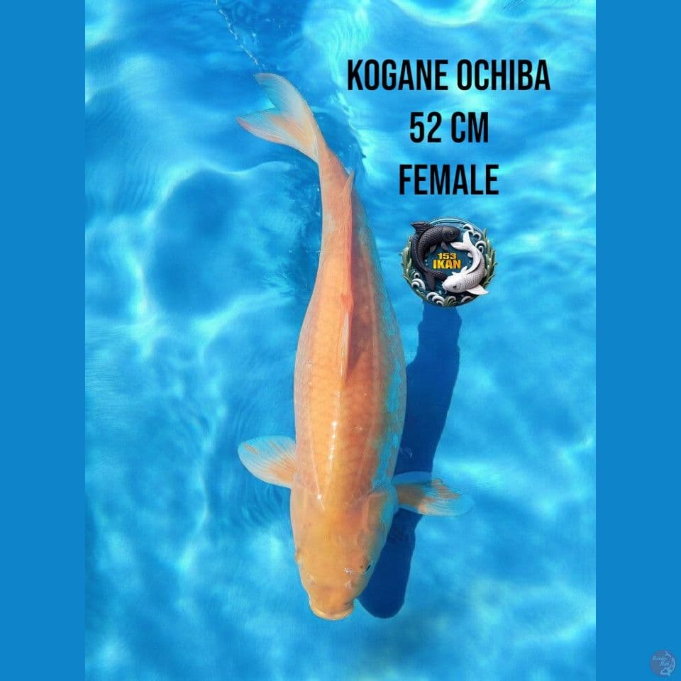 kogane ochiba