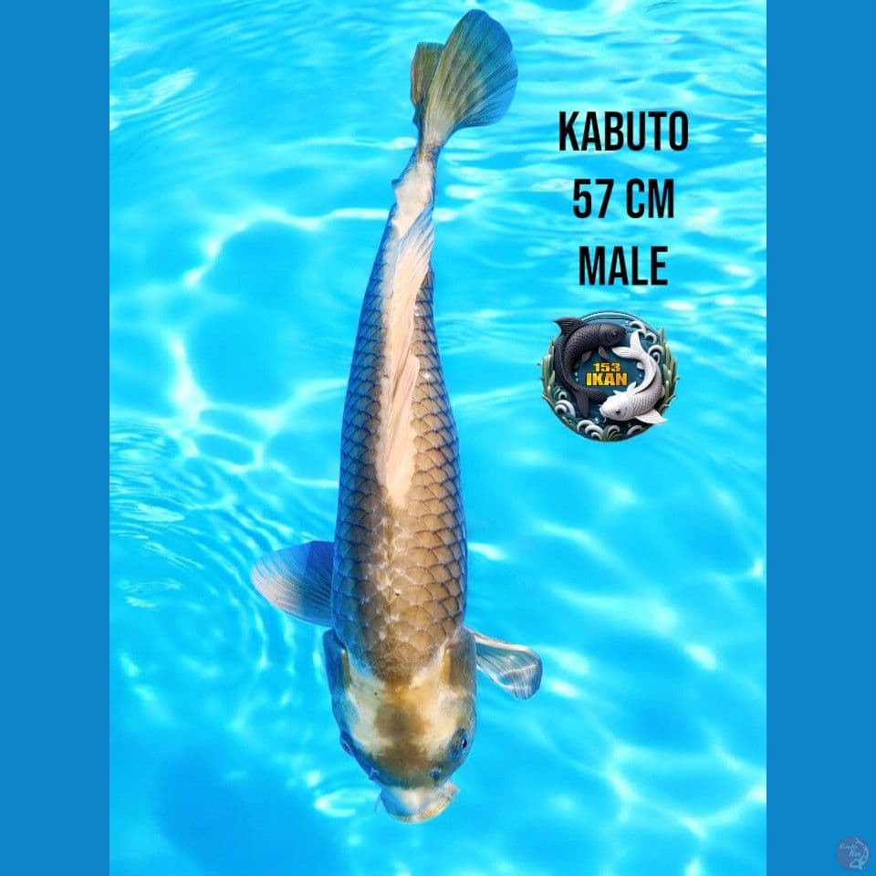 kabuto