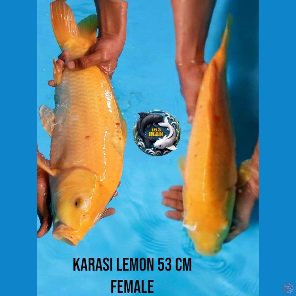 karasi lemon