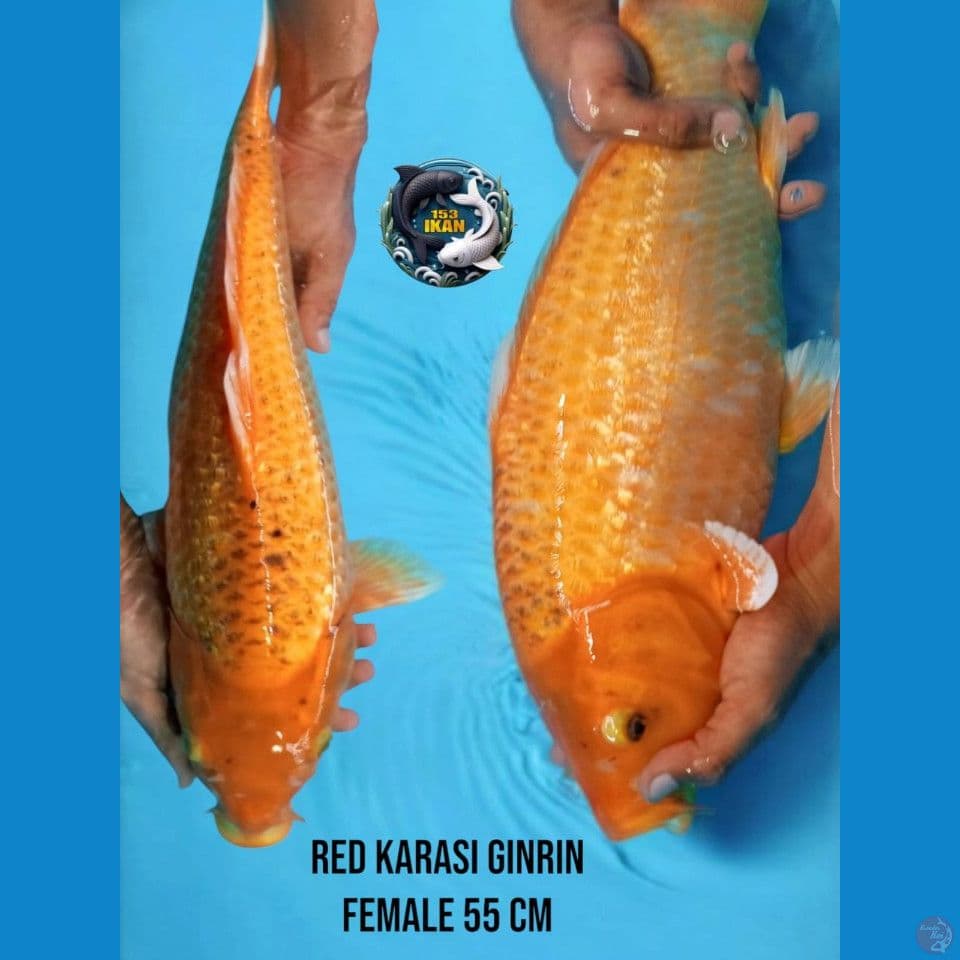 red karasi ginrin
