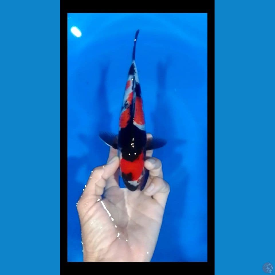 showa strong male 20cm