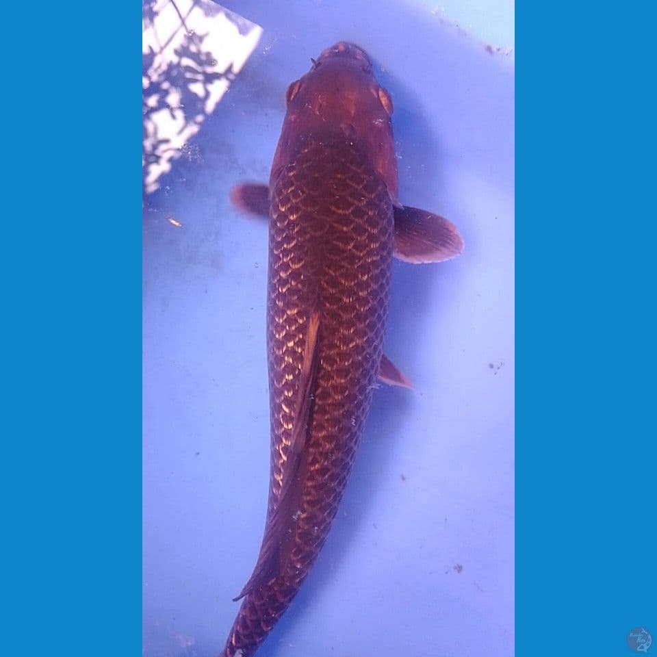 black cagoi ginrin