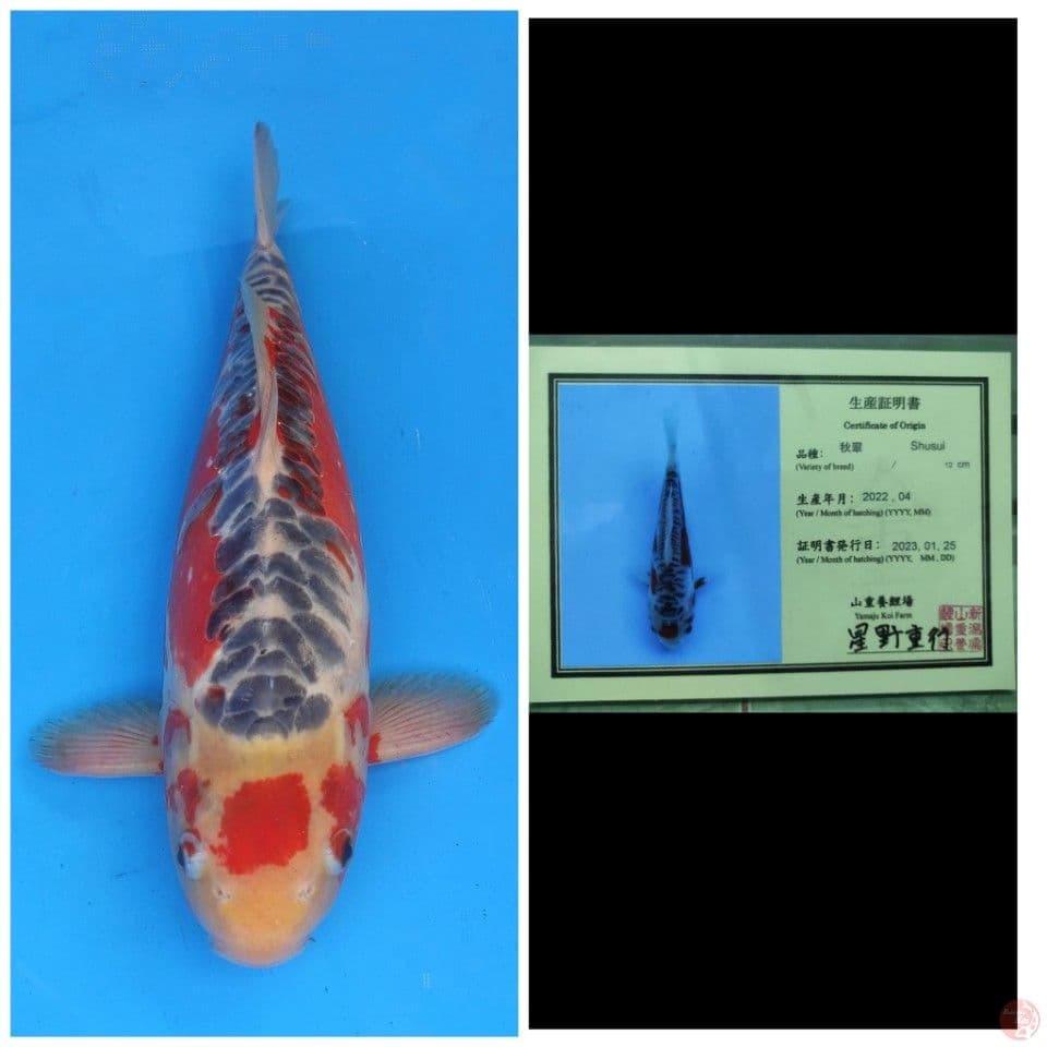 Yamaju Shusui